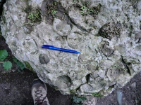 Gigantoproductus [DB]
